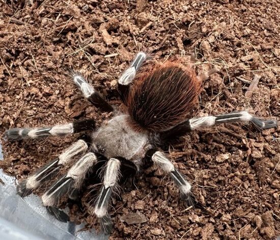 10pcs. Nhandu chromatus 3 cm body