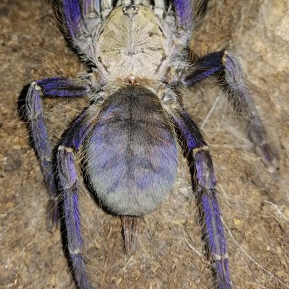 Lampropelma violaceopes female