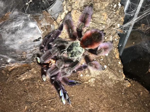 Avicularia versicolor