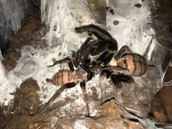 Chilobrachys fimbriatus