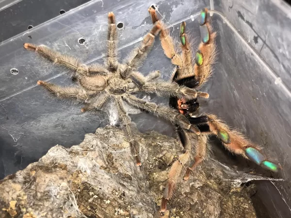 Psalmopoeus pulcher