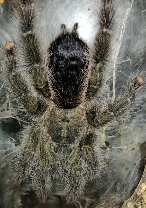 Avicularia aurantiaca female
