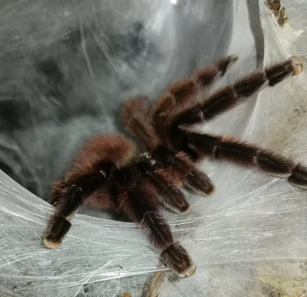 Avicularia versicolor female