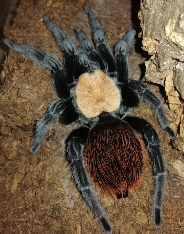 Brachypelma albieps female