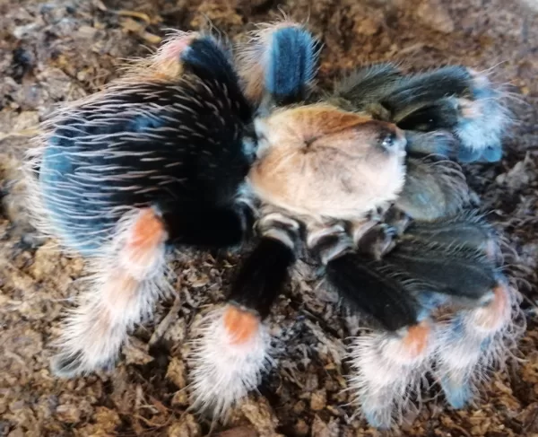 Brachypelma boehmai female