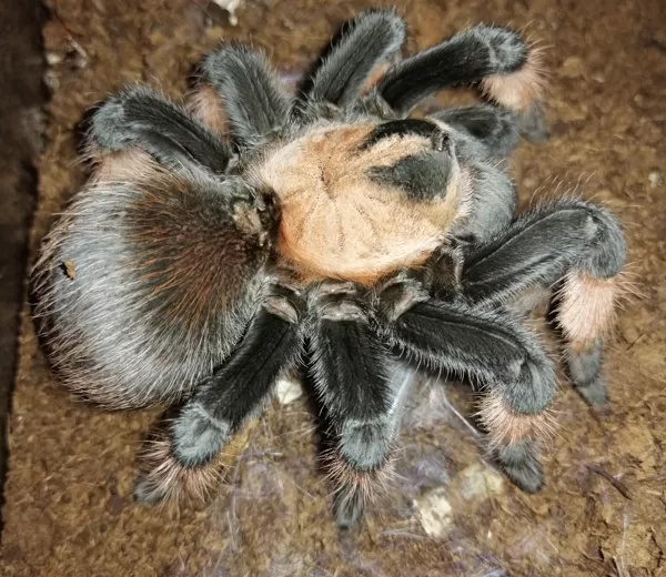 Brachypelma emilia female
