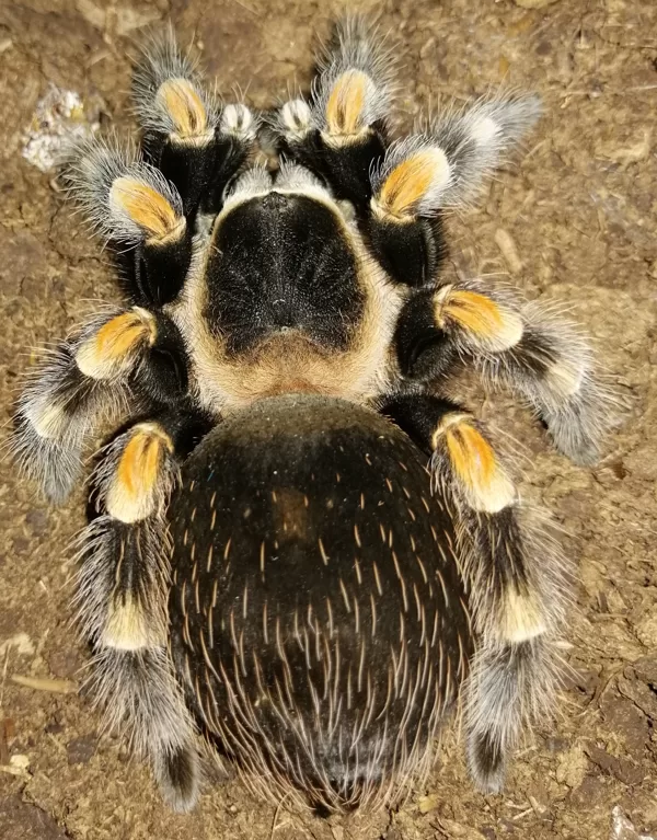 Brachypelma hamorii female