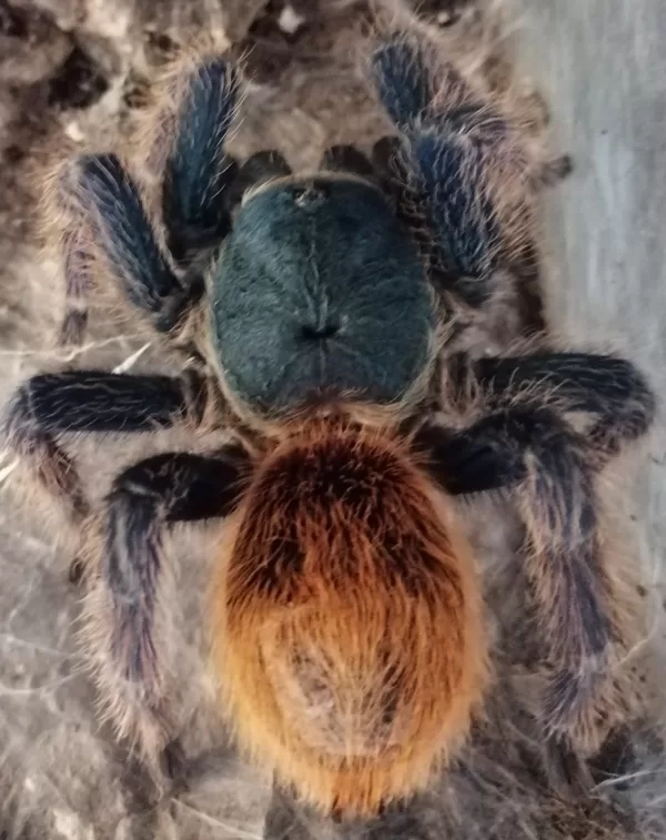 Cromatopelma cyaneopubescens female