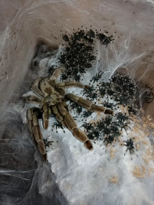 Psalmopoeus cambridgei 01/2020