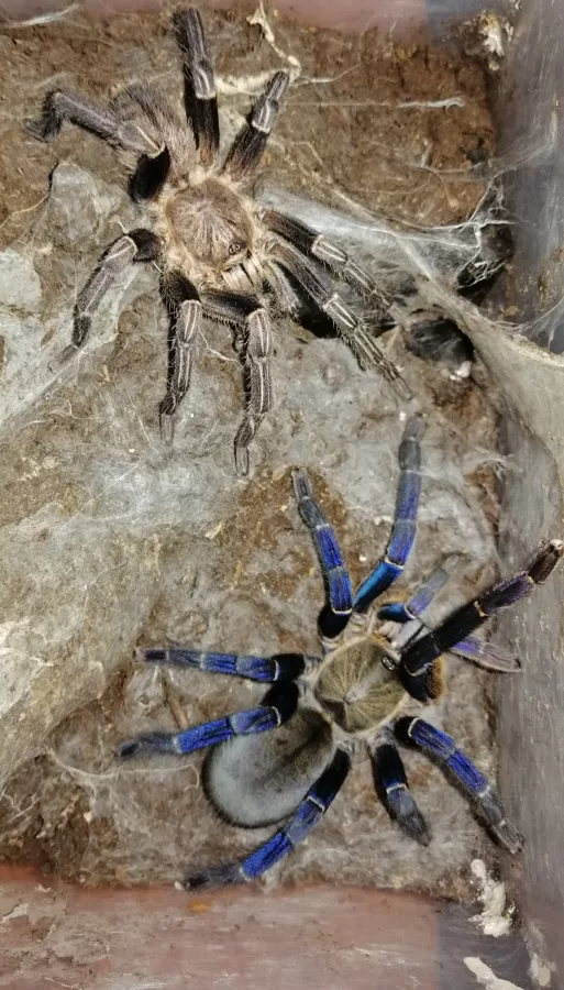 Haplopelma lividum