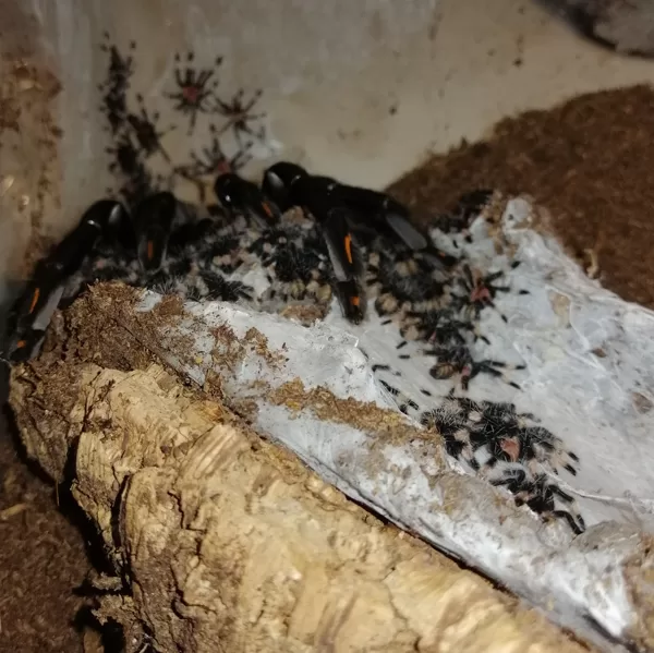 Psalmopoeus irminia slings 100 pieces..