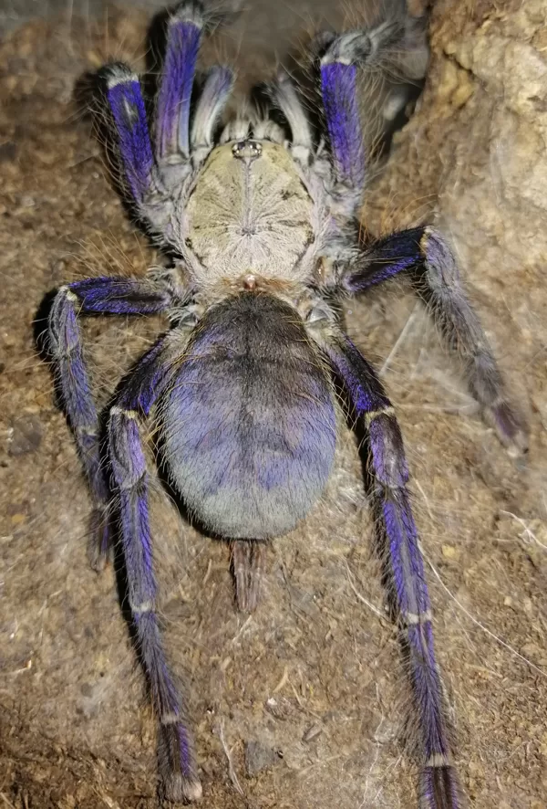 Lampropelma violaceopes female