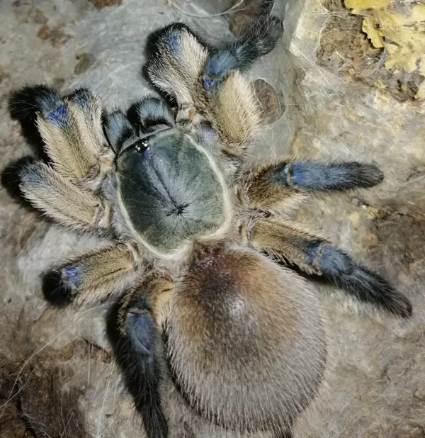 Monocentropus balfouri female