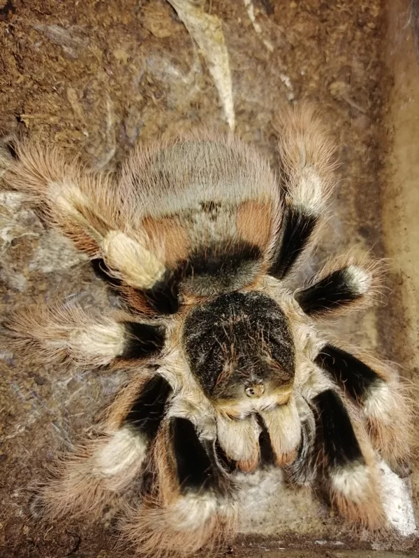 Nhandu coloratovillosum female
