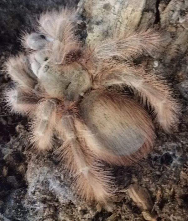 Nhandu tripepi female