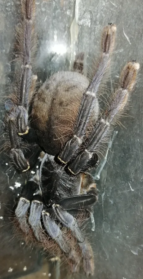 Lampropelma carpenteri female