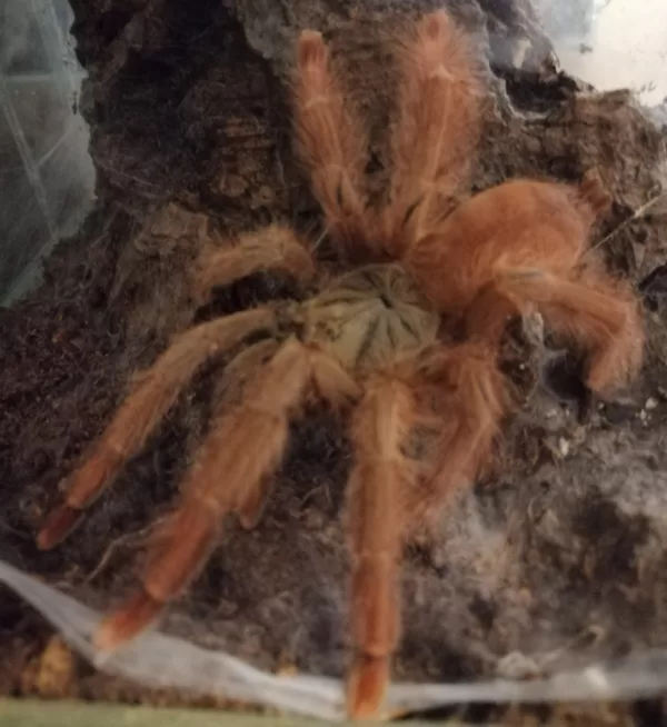 Pseudoclamoris gigas female