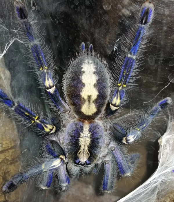 Poecilotheria metallica female