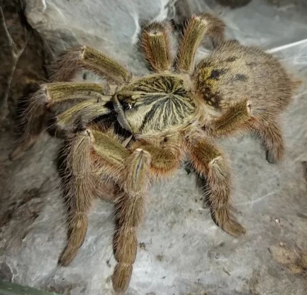 Pterinochilus murinus 'TCF' female