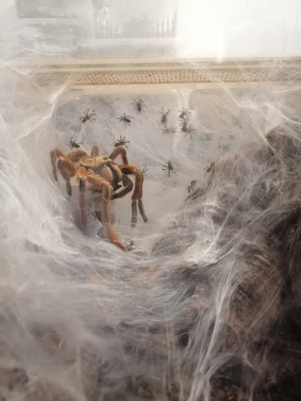 Pterinochilus murinus RED 11/2019