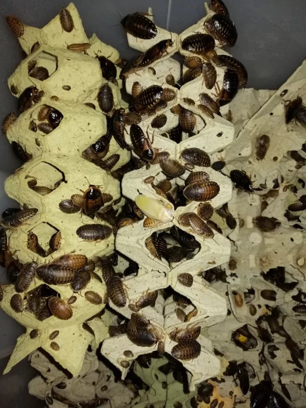 Blabtica dubia