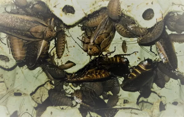 Rhyparobia maderae
