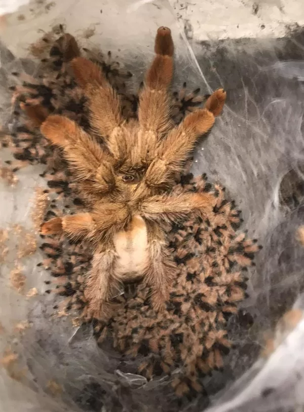 Psalmopoeus pulcher 143 slings.