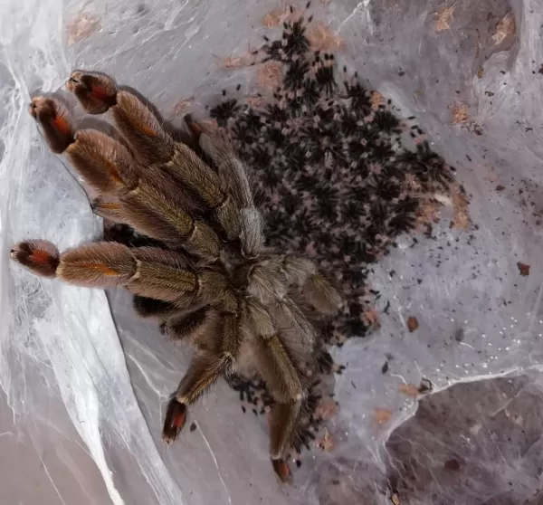 Psalmopoeus cambridgei 12/2019