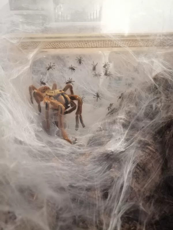 Pterinochilus murinus RED 11/2019